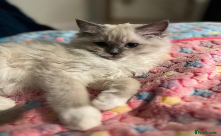 Ragdoll cats Last kitten Prada available❗️❗️❗️ - Advert 16