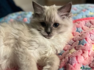 Ragdoll cats Last kitten Prada available❗️❗️❗️ - Advert 17