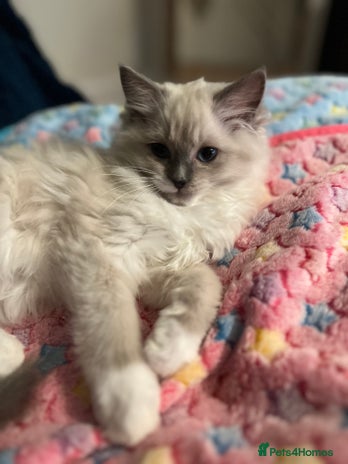 Ragdoll cats Last kitten Prada available❗️❗️❗️ - Advert 12