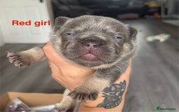 French Bulldog dogs for sale: 3 Female French bulldog puppies  - Image 2