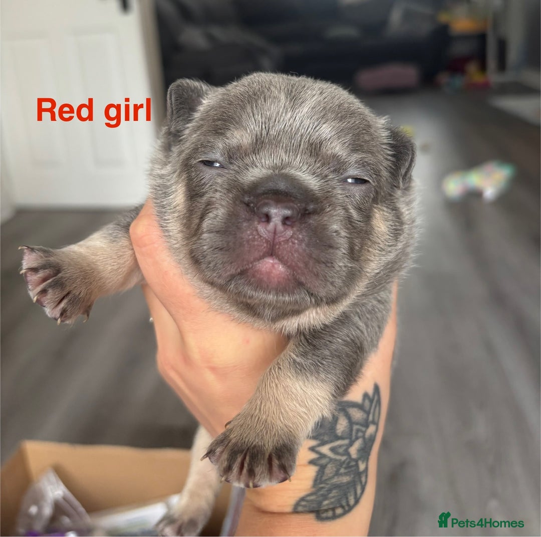 French Bulldog dogs for sale: 3 Female French bulldog puppies  - Image 2