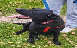 Mixed Breed dogs for adoption: 💖🐶 NICOL 🐶💖 - Image 16
