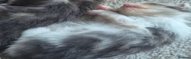 Maine Coon 2