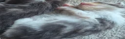 Maine Coon cats for sale: Maine coon baby floofs in Ivybridge - Advert 3