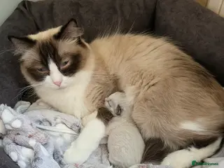 Ragdoll cats Female Seal Bicolour Ragdoll Kitten - Advert 14