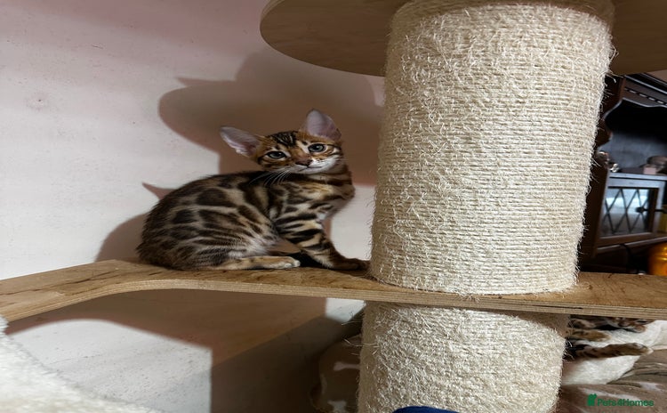 Bengal cats - Advert 11
