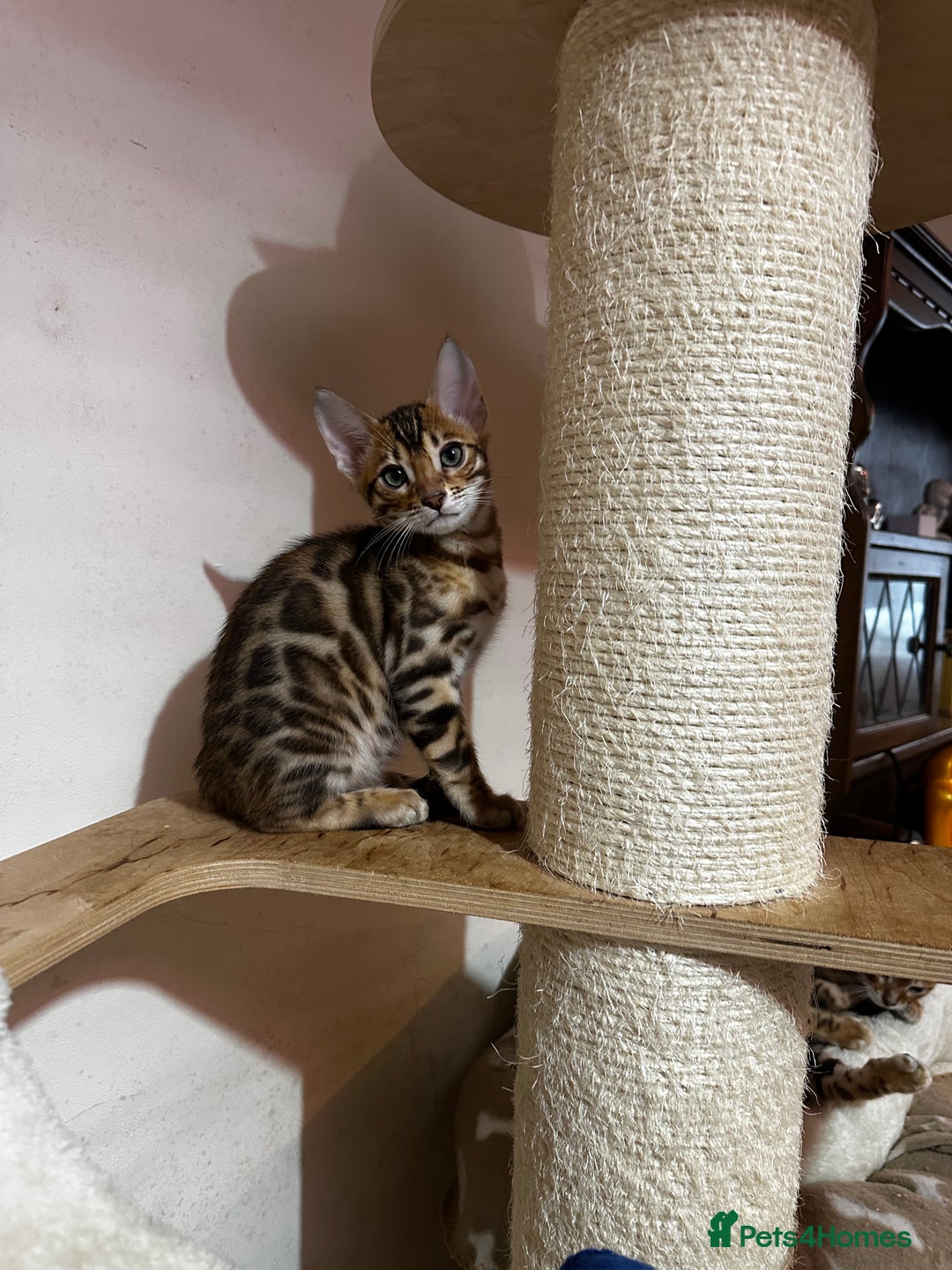 Bengal cats for sale: TICA Bengal kittens for sale . 🐱 - Image 1