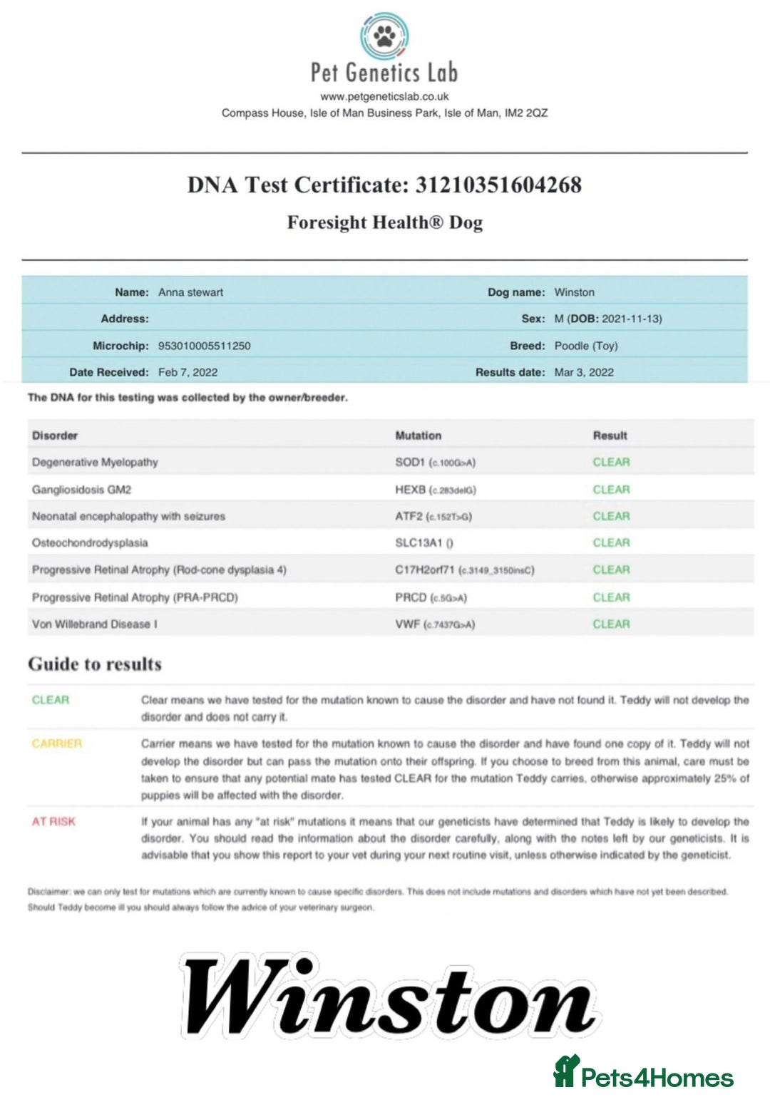 Maltipoo dogs for sale: F1 dna tested maltipoos - Image 11