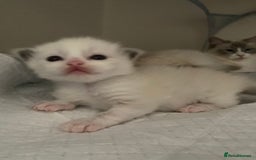 Ragdoll cats for sale: Purebred Male Ragdoll for sale - Image 15