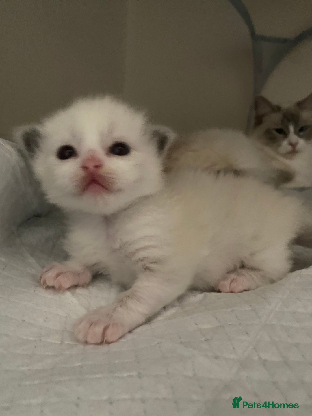 Ragdoll cats for sale: Purebred Male Ragdoll for sale - Image 15