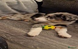 Border Collie dogs for stud: TRI BLUE MERLE BORDER COLLIE PROVEN STUD  - Image 18