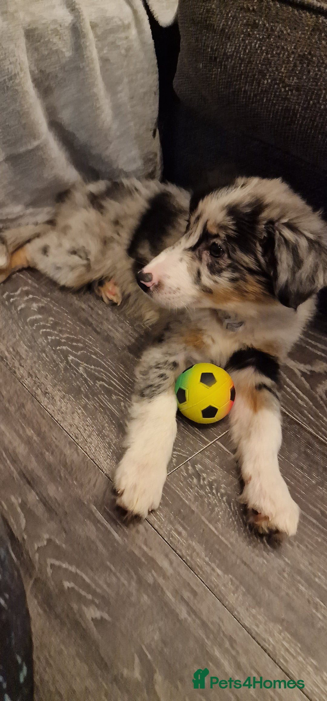 Border Collie dogs for stud: TRI BLUE MERLE BORDER COLLIE PROVEN STUD  - Image 18