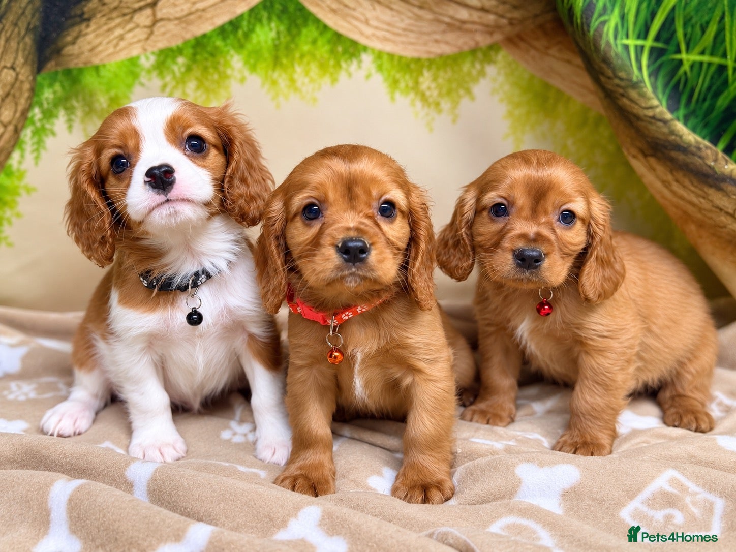 Cavalier King Charles Spaniel dogs Cavalier King Charles Spaniel pups- DAD DNA TESTED - Advert 1