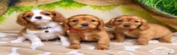 Cavalier King Charles Spaniel dogs for sale: Cavalier King Charles Spaniel pups- DAD DNA TESTED - Advert 1