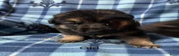 German Shepherd dogs for sale: German Shepherd pups - Advert 4