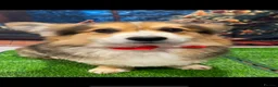 Welsh Corgi Pembroke dogs for sale: Stunning Fluffy Long-Haired (Fluffy) Corgi Puppies - Advert 17
