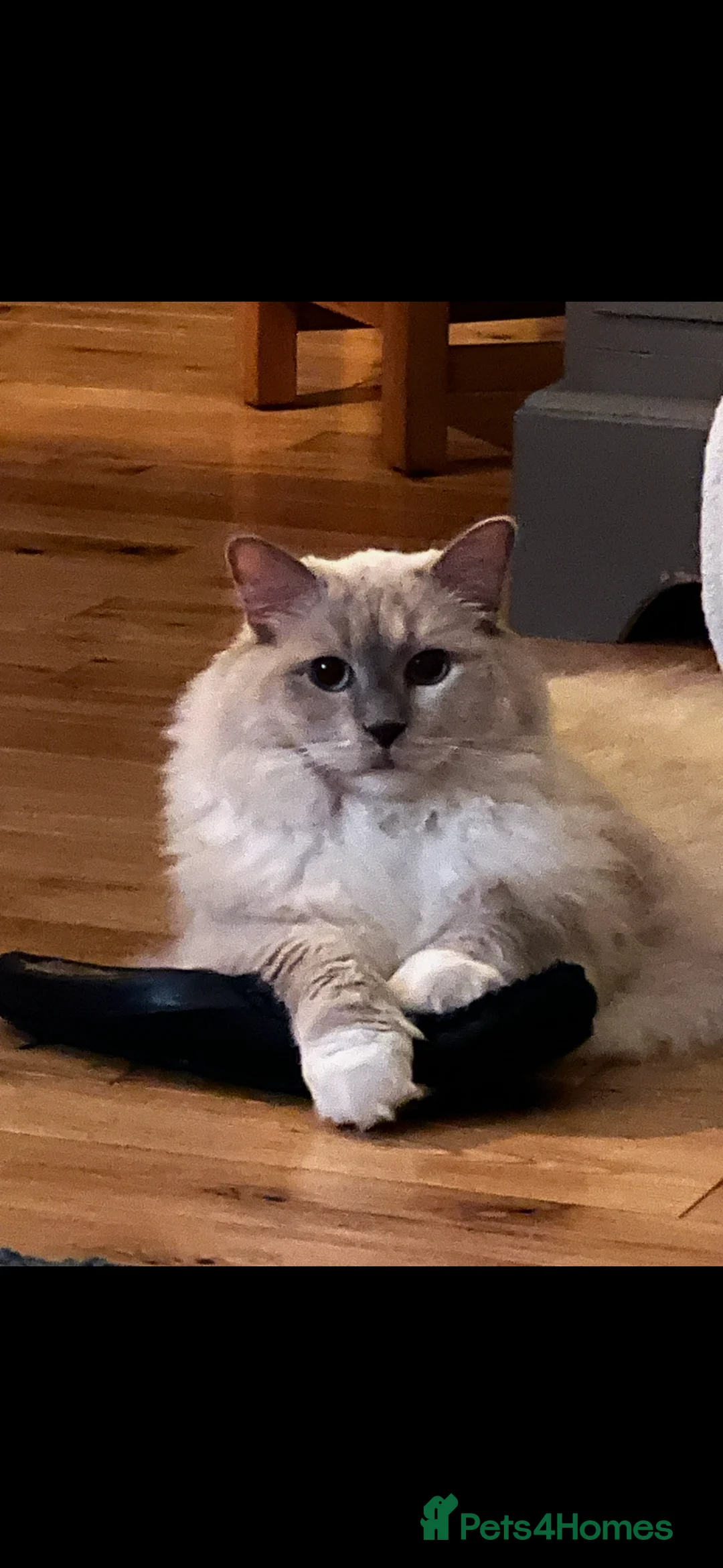 Ragdoll cats for sale: 2 adult Ragdoll cats looking for new hone - Advert 12