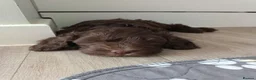 Cockapoo dogs for sale: 1 gorgeous male cockapoo  in Ipswich - Advert 4