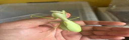 Praying Mantis invertebrates for sale: Hierodula Chinensis Adult Female - Advert 1