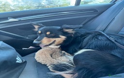 Welsh Collie dogs for sale: Beautiful Welsh Collie - Image 10