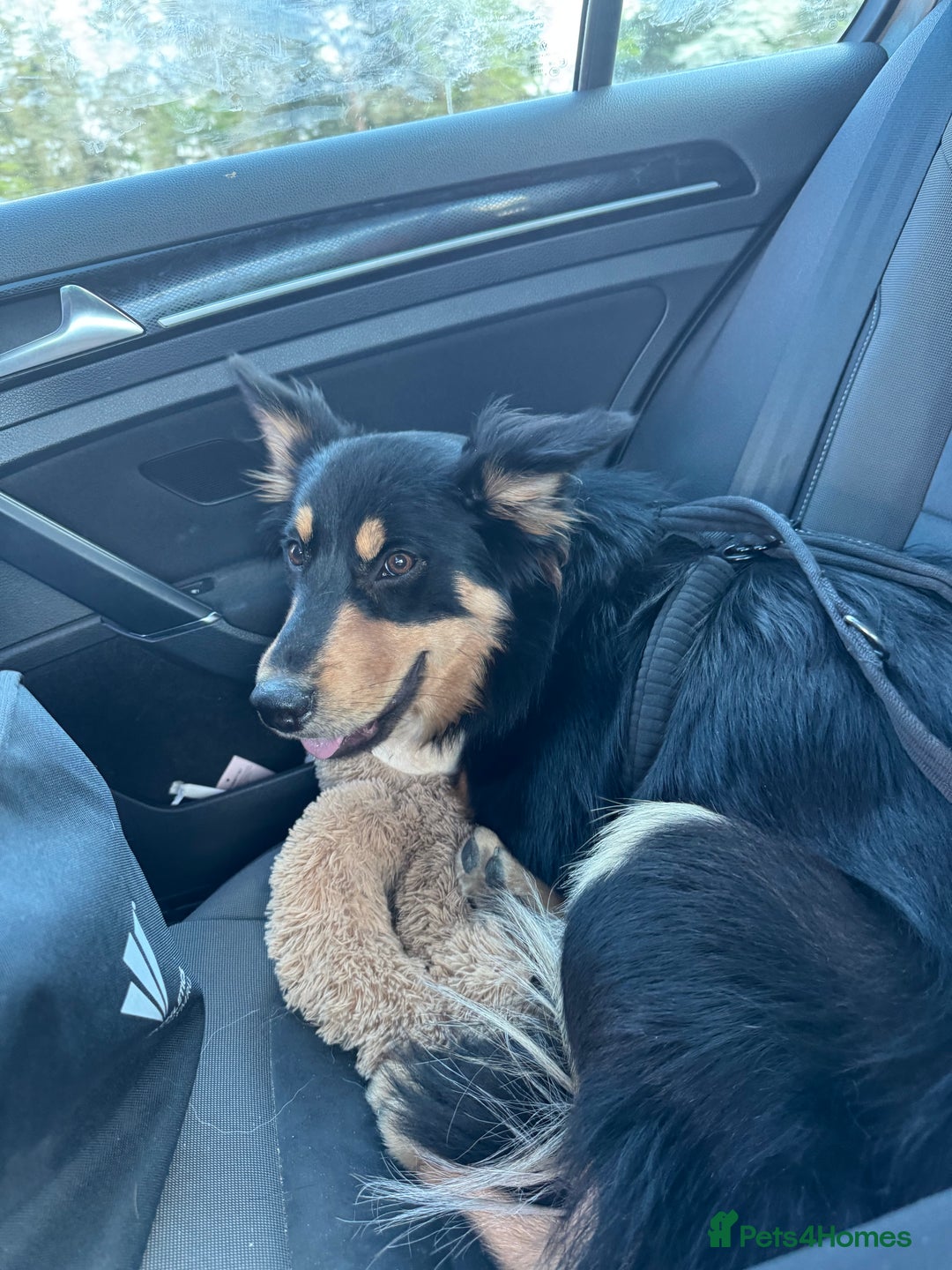 Welsh Collie dogs for sale: Beautiful Welsh Collie - Image 10