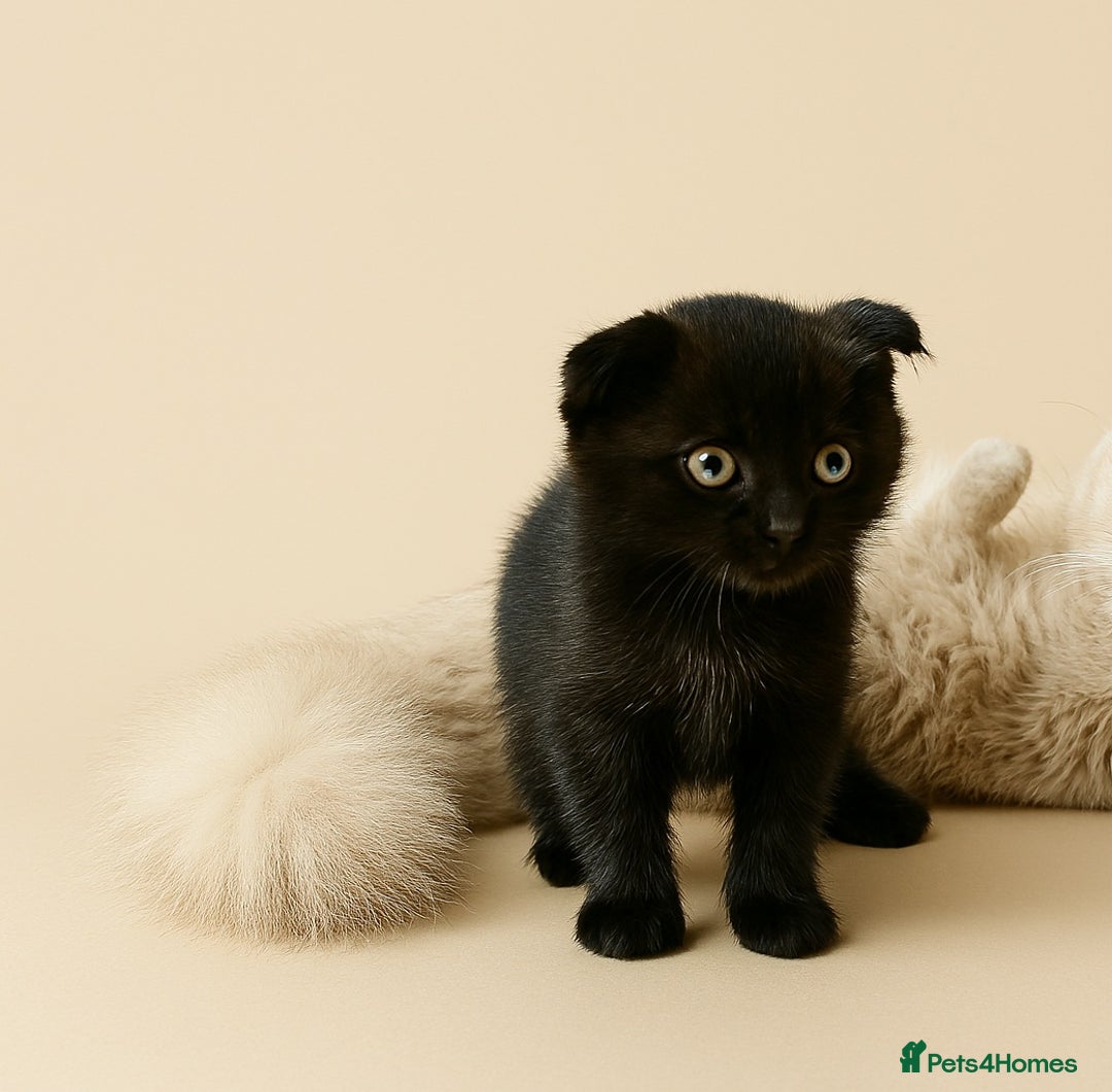 Mixed Breed cats for sale: Scottish Fold Kittens! Ready for loving home - Image 2