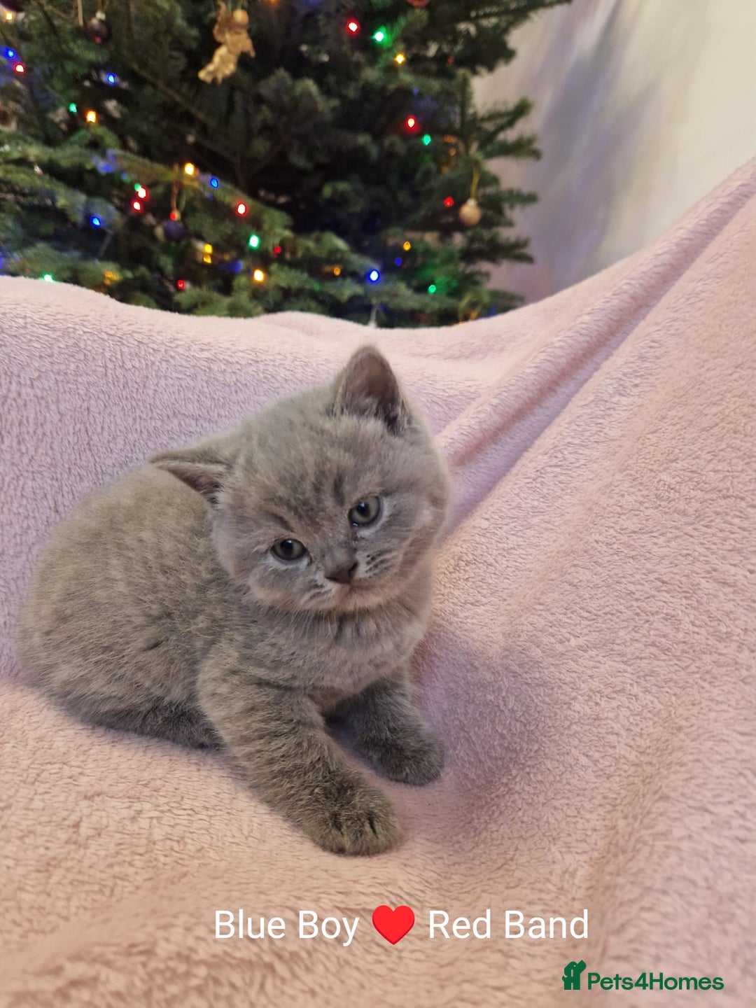 British Shorthair cats for sale: All Reserved Now. - Advert 10