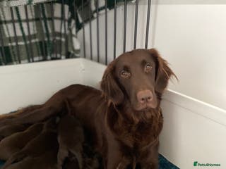 Flat coated Retriever dogs Beautiful litter of liver flatcoat puppies - Advert 2