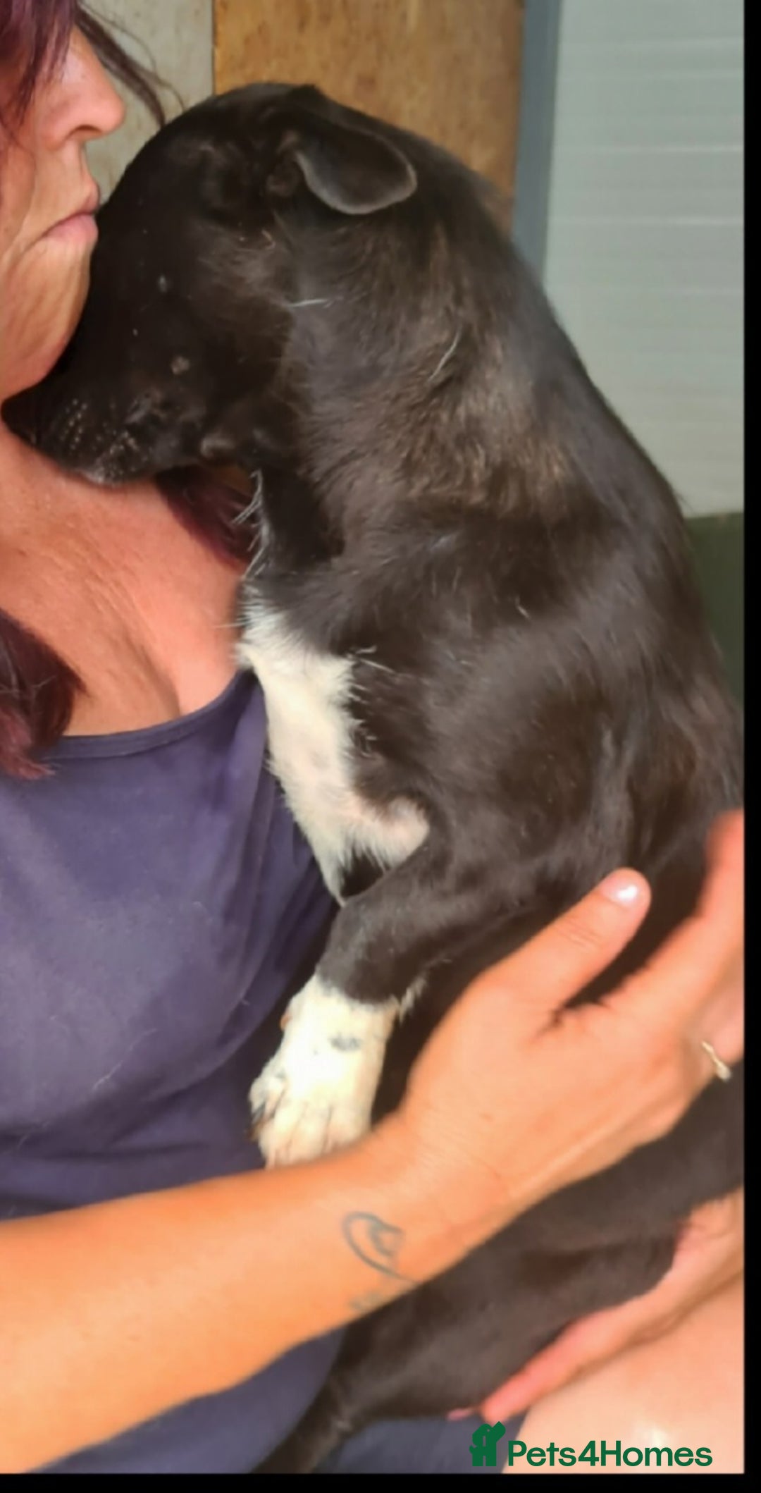 Mixed Breed dogs for adoption: Bam bam. Small 8kg female. - Image 4