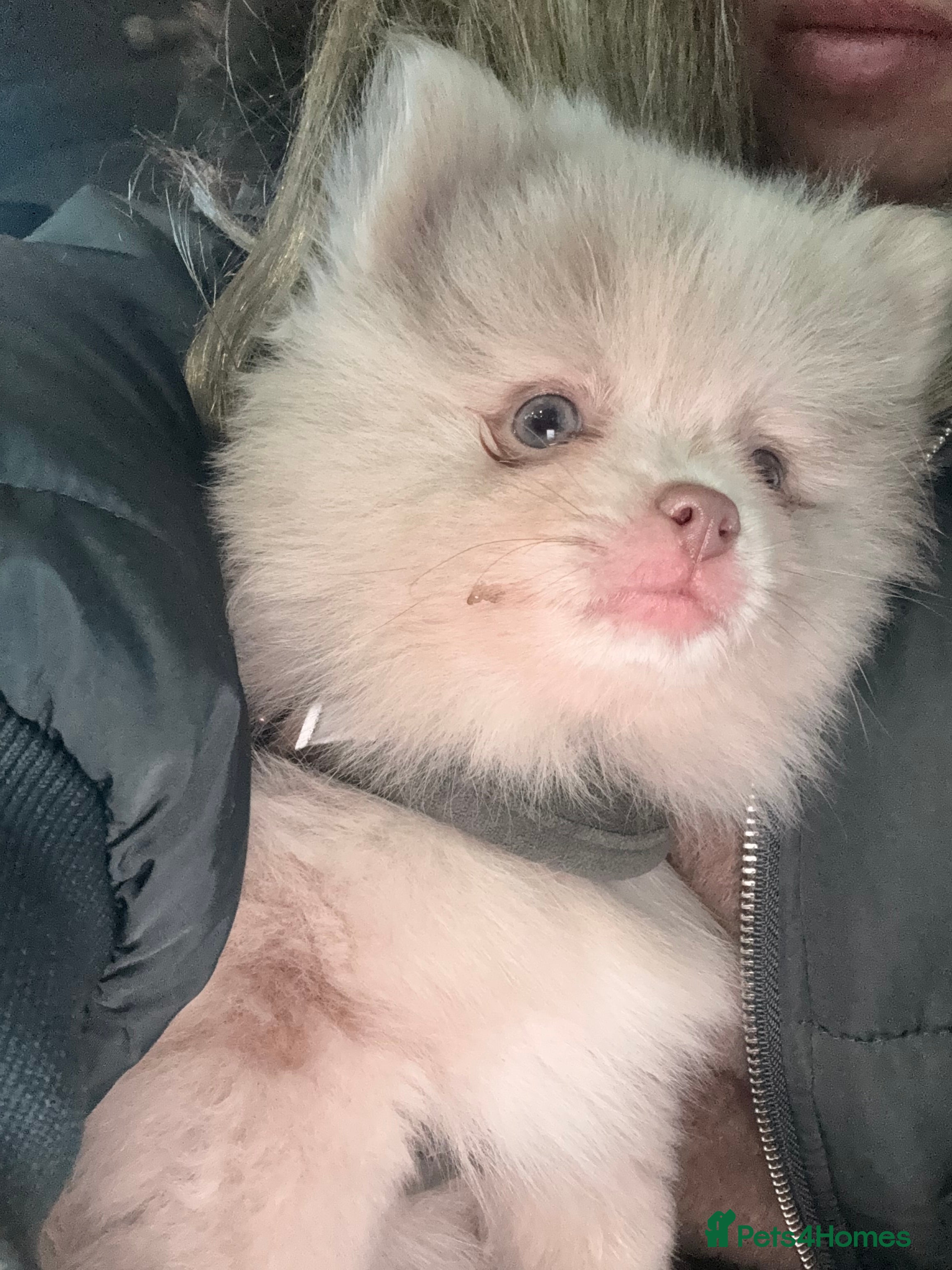Pomeranian dogs 🧸 Dream Teddy Bear( Price reduced) - Advert 2