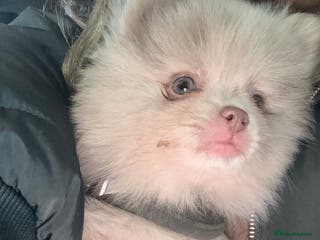 Pomeranian dogs 🧸 Dream Teddy Bear( Price reduced) - Advert 12