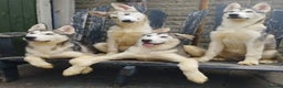 Siberian Husky dogs for sale: 5 beautiful siberian huskies left for forever home - Advert 13