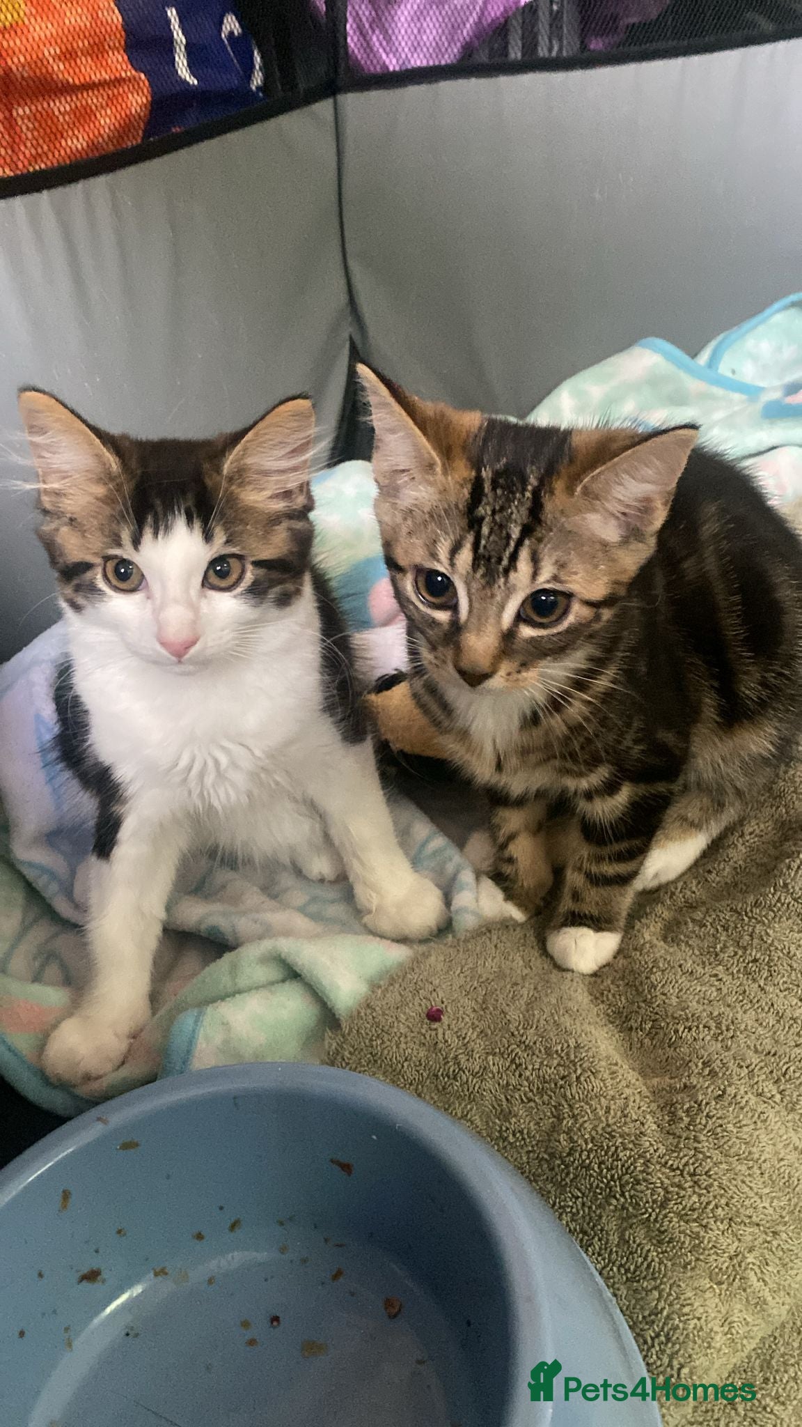 Mixed Breed cats for sale: Last female kitten for sale  - Advert 3