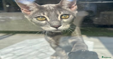 Bengal cats - Advert 1