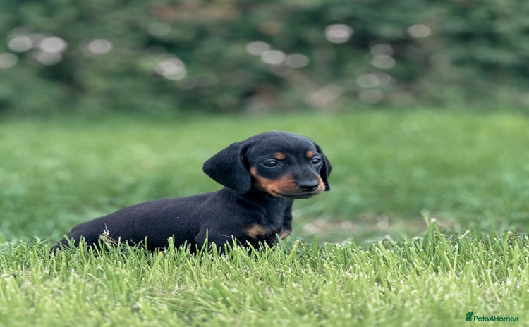 Dachshund dogs - Advert 3