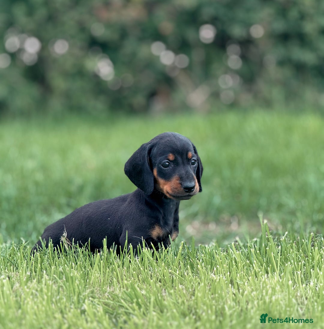 Dachshund dogs for sale: Beautiful KC smooth haired dachshund puppies  - Image 2