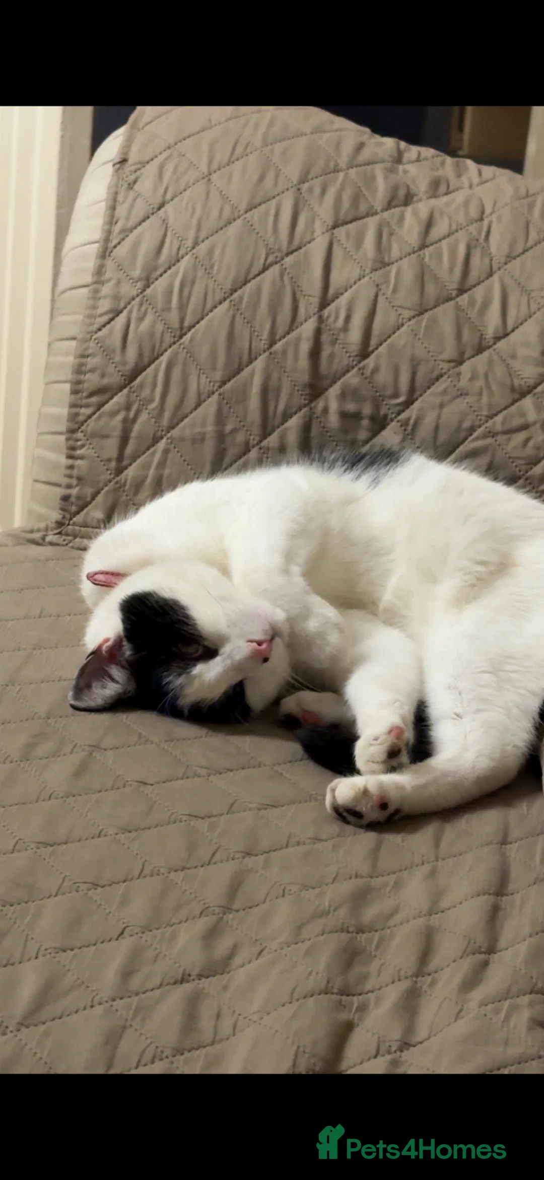 American Shorthair cats for sale: Black and white American male short hair  - Advert 2