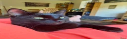 British Shorthair cats for sale: Cat for Rehoming 8 year old male in Totnes - Advert 21