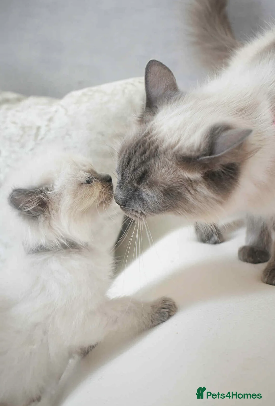 Ragdoll cats for sale: Beautiful baby girl - Advert 2