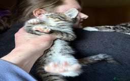 Siberian cats for sale: Beautiful Siberian/Norwegian mix kittens - Image 7