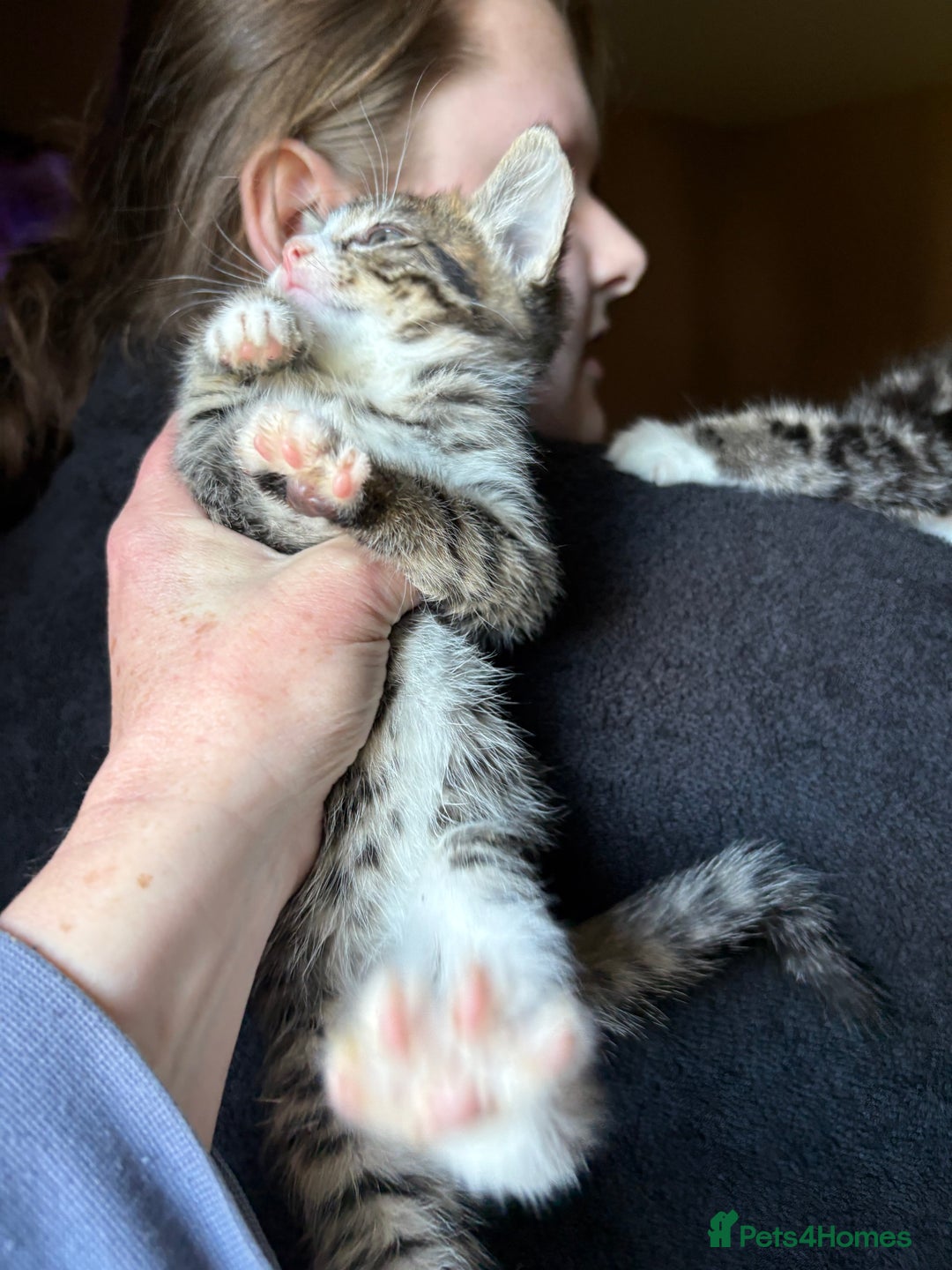 Siberian cats for sale: Beautiful Siberian/Norwegian mix kittens - Image 7