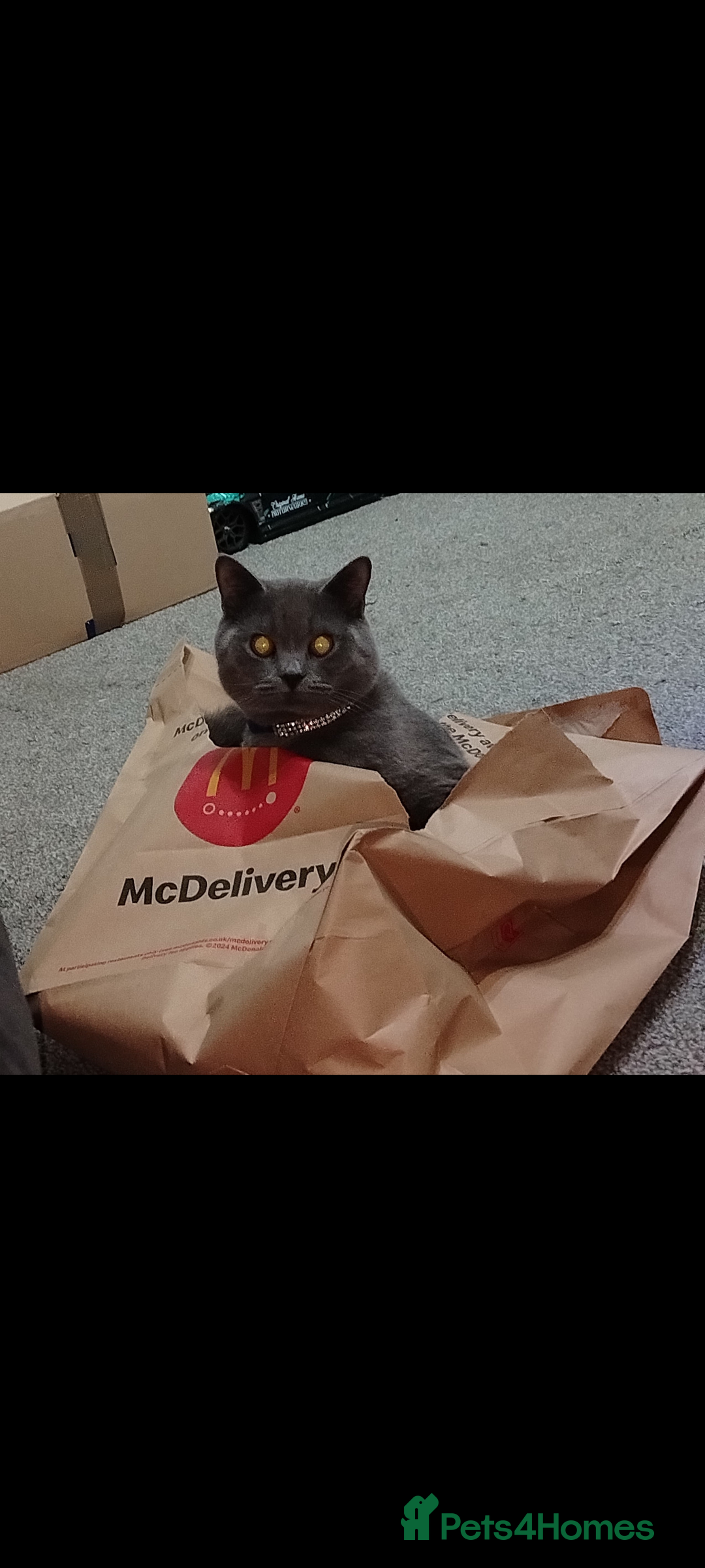 British Shorthair cats for sale: Female British short hair for sale - Image 7