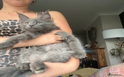 Maine Coon cats for sale: Ready now. Maine Coons big and chunky💖 - Image 3