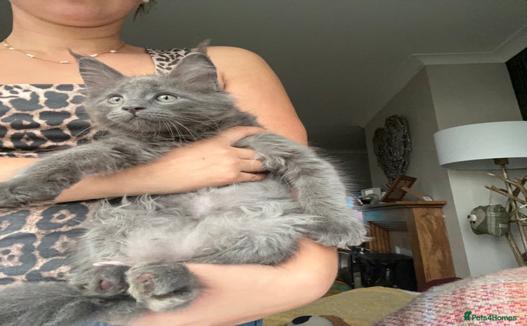 Maine Coon cats - Advert 2