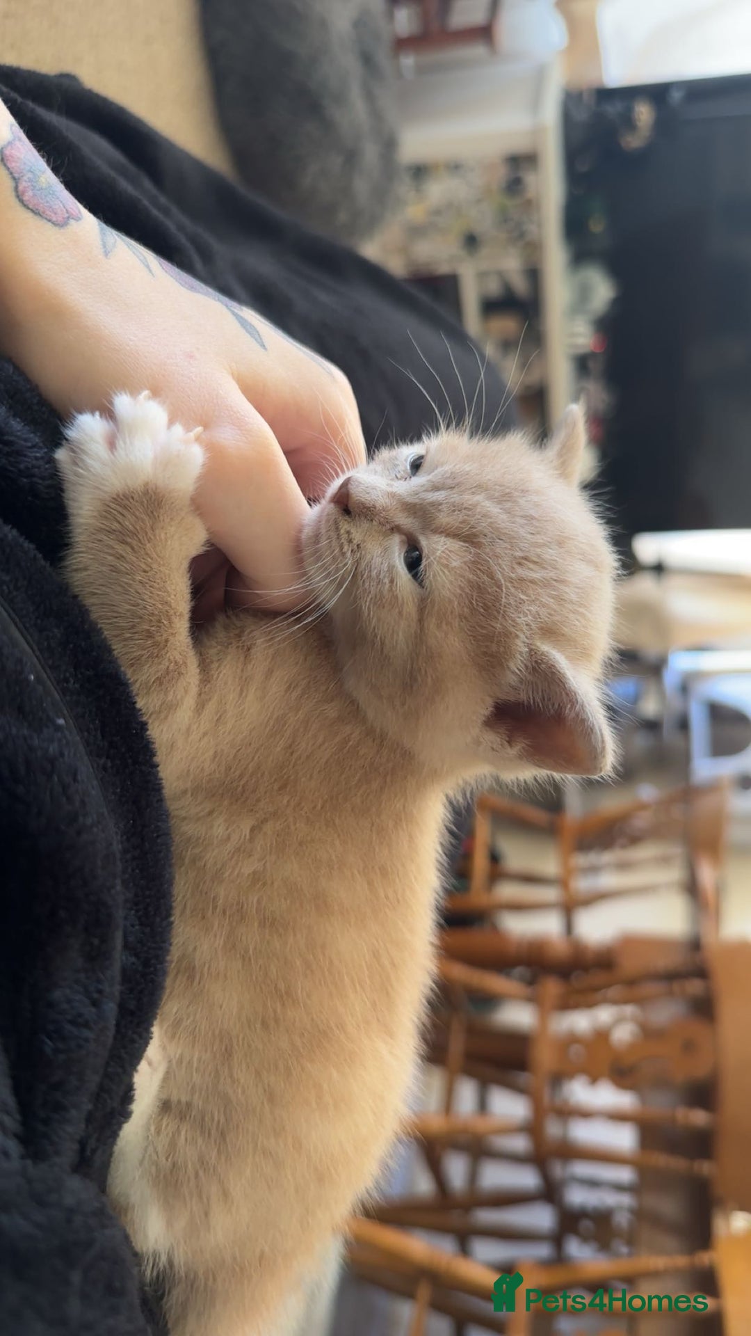Mixed Breed cats for sale: Male kitten for sale  - Image 3