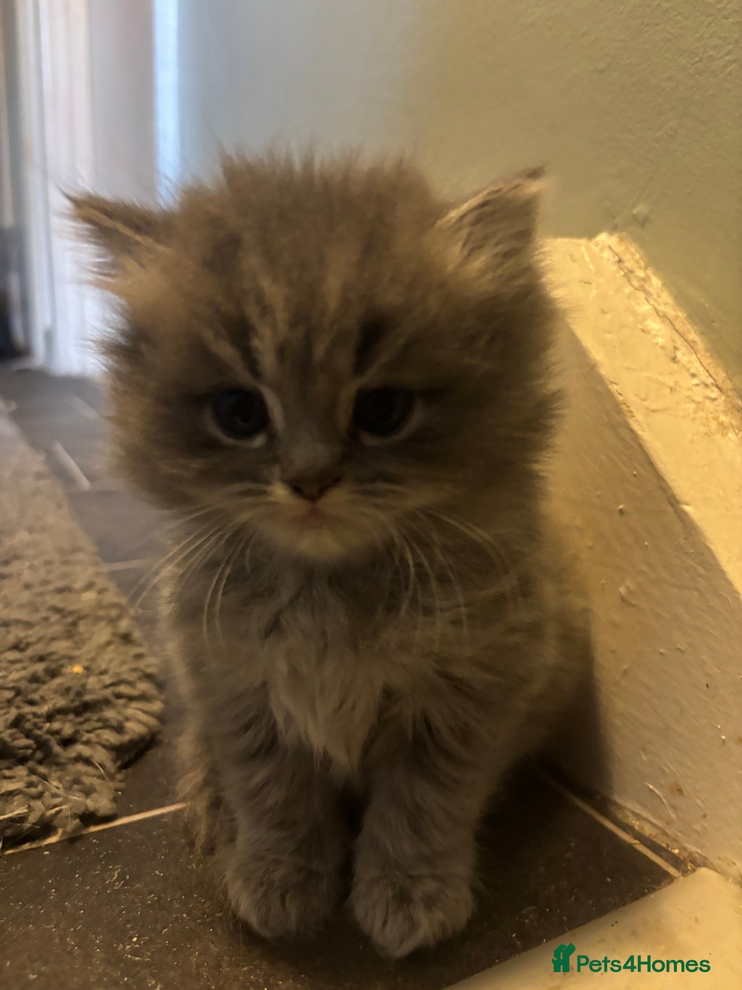 Scottish Fold cats for sale: Beautiful thick coated kittens  - Advert 4