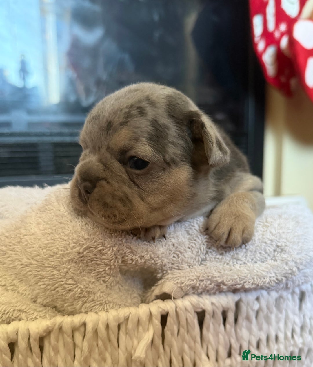 French Bulldog dogs for sale: French bulldog puppies  - Advert 4