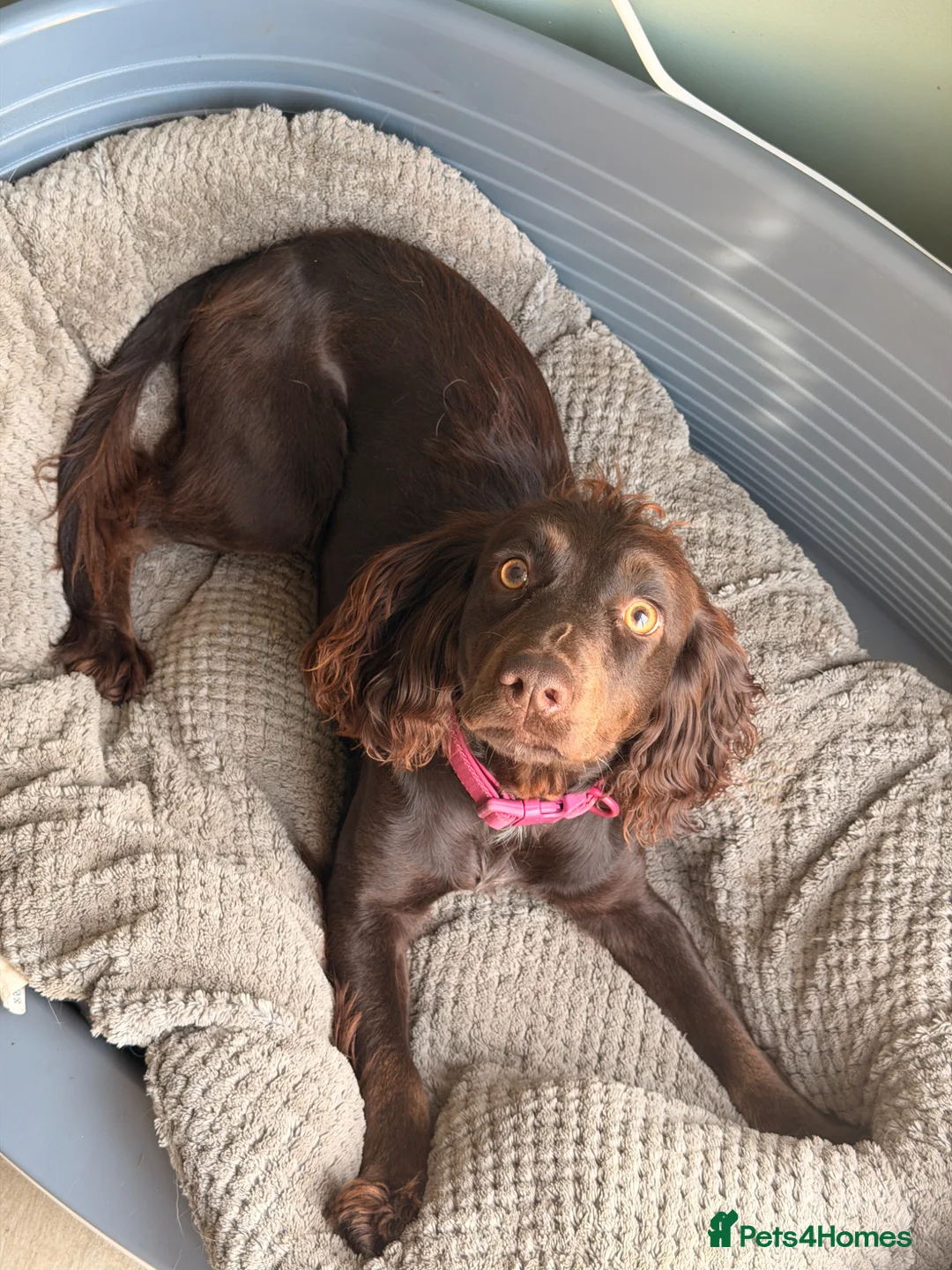 Cocker Spaniel dogs for sale: Female Chocolate Cocker Spaniel (1 year old) - Advert 4