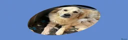Golden Retriever dogs for sale: Golden Retriever Puppies  - Advert 8
