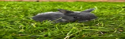 Mini Lop rabbits for sale: 2 Blue Baby Mini Lops - Advert 21